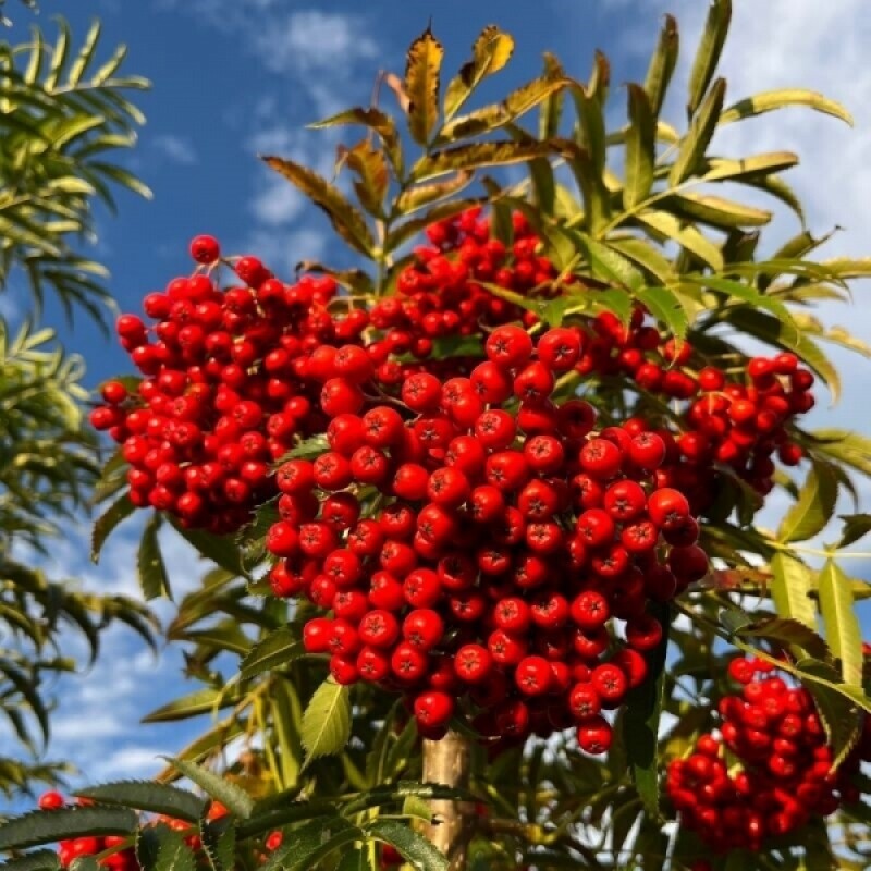 마가팜,정선 마가목 열매 추출 마가목